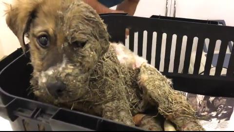 Pascal, picchiato a morte e immerso nella colla, è salvo