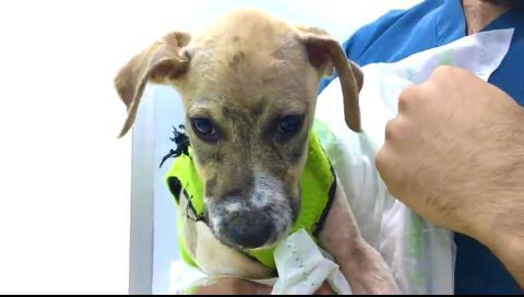 Pascal, picchiato a morte e immerso nella colla, è salvo