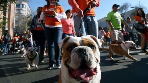 La Perrotón, la maratona dei cani svoltasi a Madrid