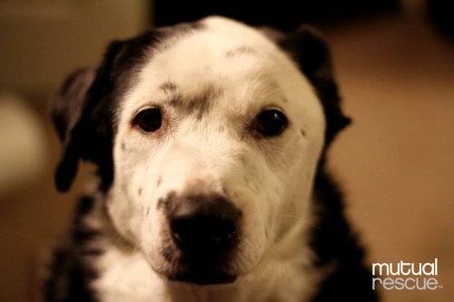 Un cane ha salvato la vita al suo padrone obeso