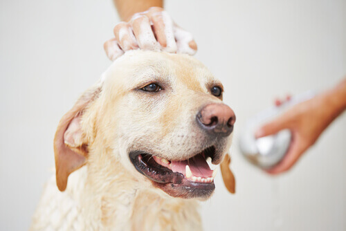 Consigli per fare il bagno al cane