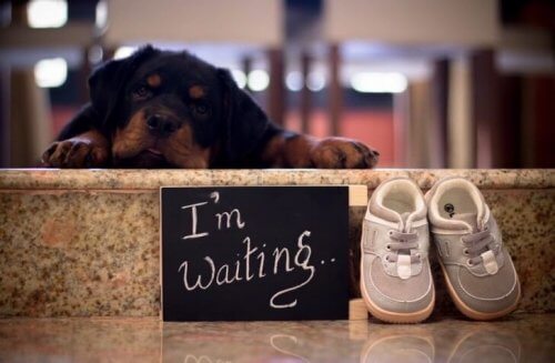 E' possibile far vivere insieme neonati e cani?