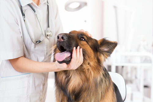 cane con Coronavirus dal veterinario