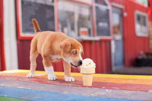 gelati vari gusti per cani
