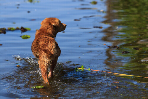 Un giovane ha rischiato la vita per salvare un cane