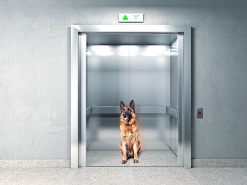 Un cane rimane intrappolato in un ascensore