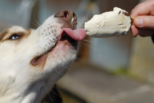 gelati per cani