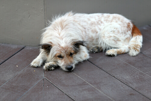 Come capire se il vostro cane ha qualcosa che non va