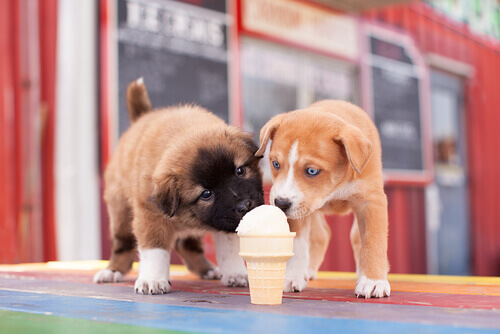 Sapevate che esistono i gelati per cani?