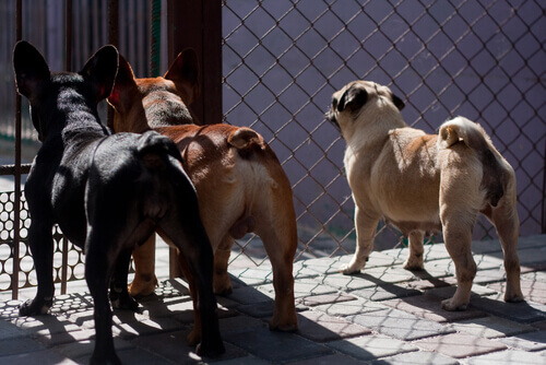 In Taiwan sarà vietato mangiare la carne di cane e di gatto