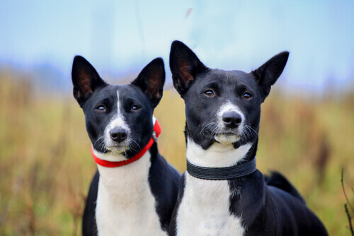 Come proteggere le orecchie del vostro cane in estate