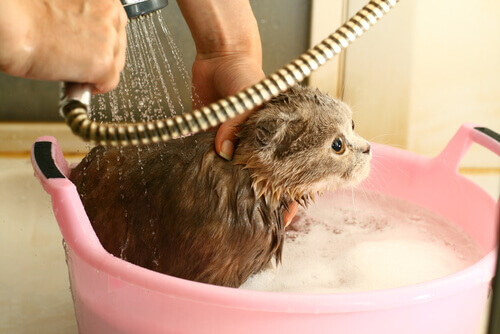 Ogni quanto fare il bagno al proprio gatto?