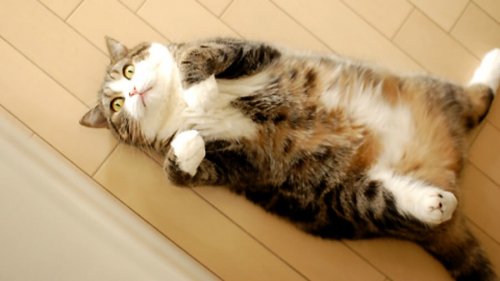 Maru, l'incredibile gatto che trionfa in rete