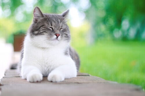5 cose che possono rendere felice un gatto
