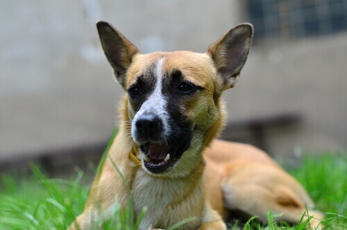 E' normale se il vostro cane mangia erba