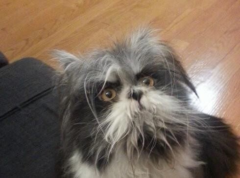 Lo strano animale apparso su Twitter: cane o gatto?