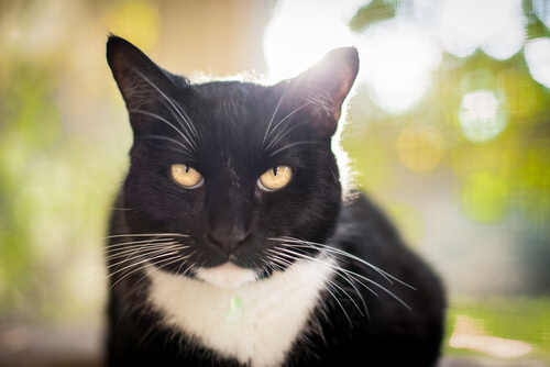 Come capire il vostro gatto, osservando il suo viso