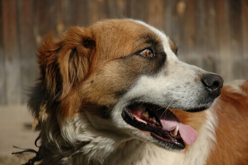 Conati di vomito nel cane: ecco cosa fare