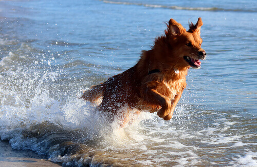 Portare il cane in spiaggia per trascorrere una splendida giornata