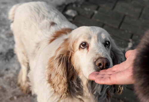 Che tipo di tumori possono individuare i cani?