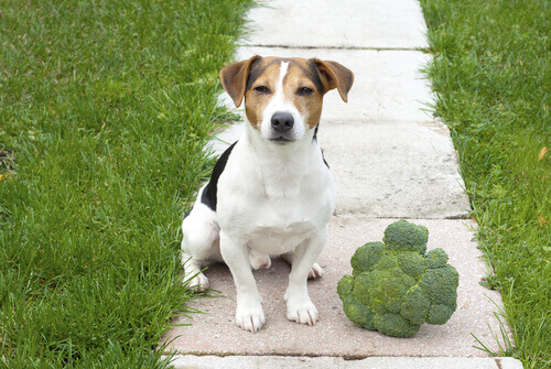 Broccoli nella dieta del cane