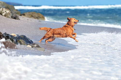 Cane salta sulla spiaggia