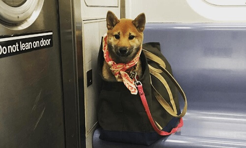 Cosa fare per portare i cani sulla metropolitana di New York?