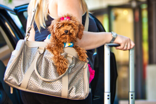 Viaggiate con il vostro cane? Non perdetevi queste app!