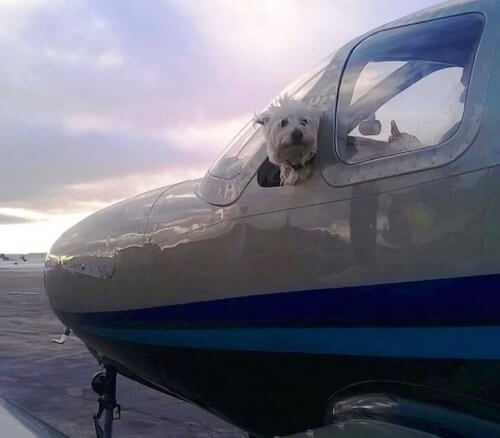 Conoscete Wings of Rescue, i piloti volontari che salvano la vita dei cani