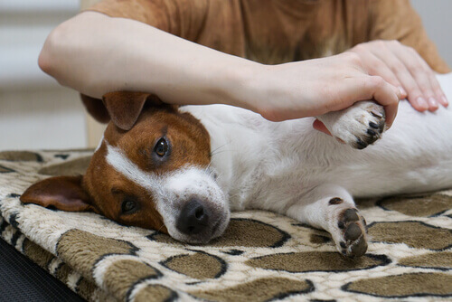 Sapete come fare un massaggio al vostro cane?