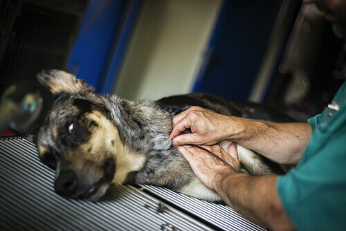 Nasce a Taiwan un centro di donazione di sangue per cani