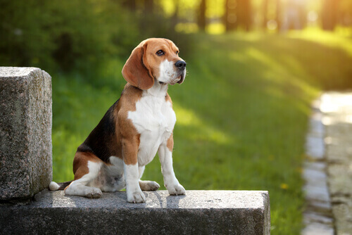 Beagle: scoprite tutto su questa razza