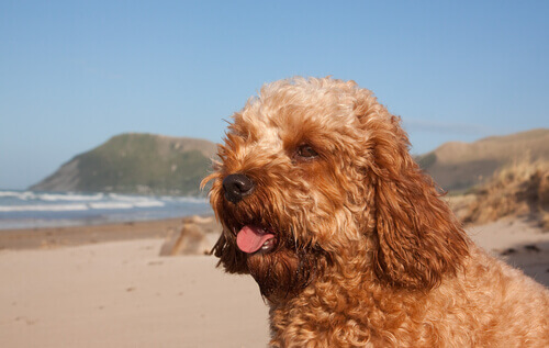 Cavoodle: una curiosa razza canina