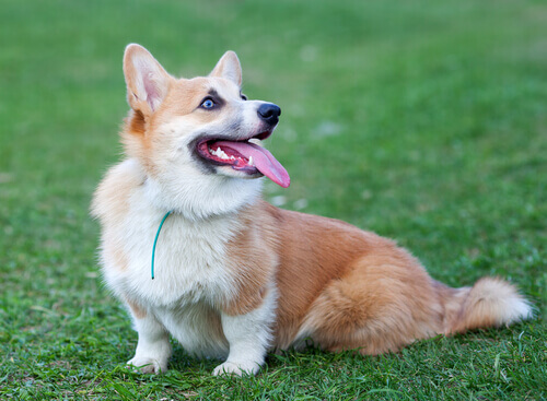 Corgi: conosciamo questa razza canina
