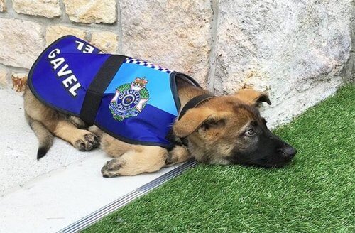 Gavel, il cucciolo troppo buono per essere cane poliziotto
