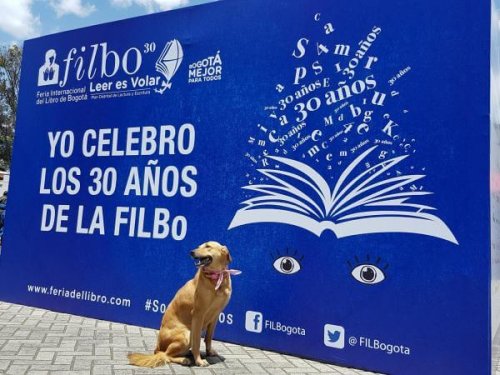 Guacharaca, la cagnolina scrittrice