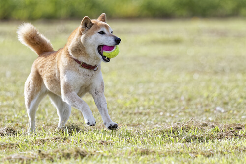 Lo Shiba: il cane-gatto