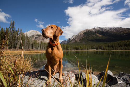 Il sesto senso del cane