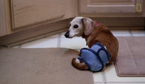 Una donna si prende cura di 30 cani randagi e anziani