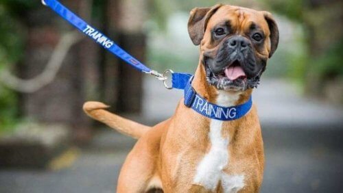 Il colore del collare dei cani può indicare il loro carattere