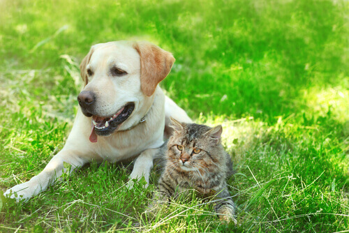 Perché i cani e i gatti possono essere amici?