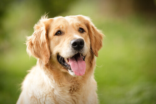 Qual è il significato delle espressioni facciali di un cane?