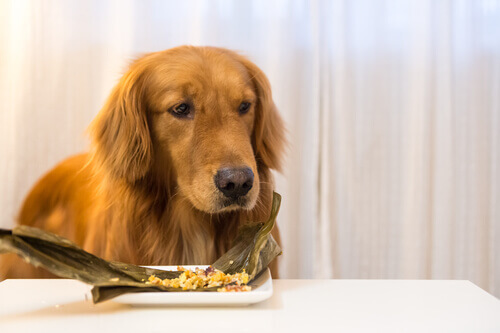 Sapete che esiste il cibo surgelato per cani?