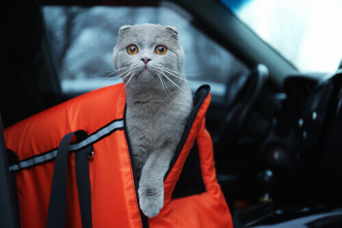 Precauzioni per viaggiare in macchina con il nostro animale domestico