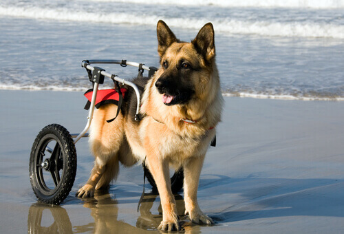 Cani in sedia a rotelle si godono il mare
