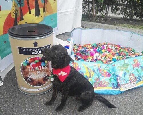 Riciclate e in questo modo aiuterete gli animali!