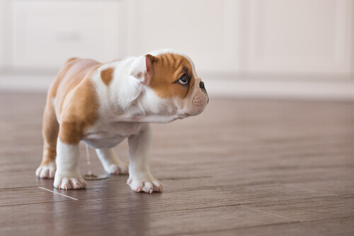 cucciolo di bulldog sul pavimento