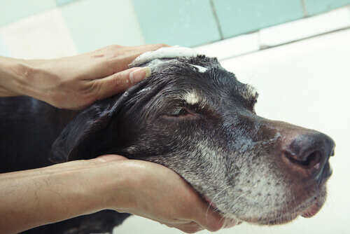 Come lavare il cane senza fargli il bagno