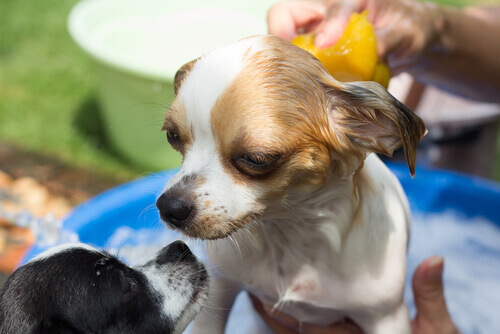 Come lavare il cane senza fargli il bagno