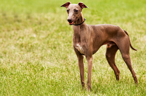 galgo in campagna
